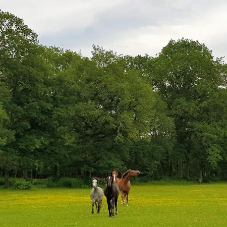 Haras Du Vignault Le Bucher Salbris Exterior foto